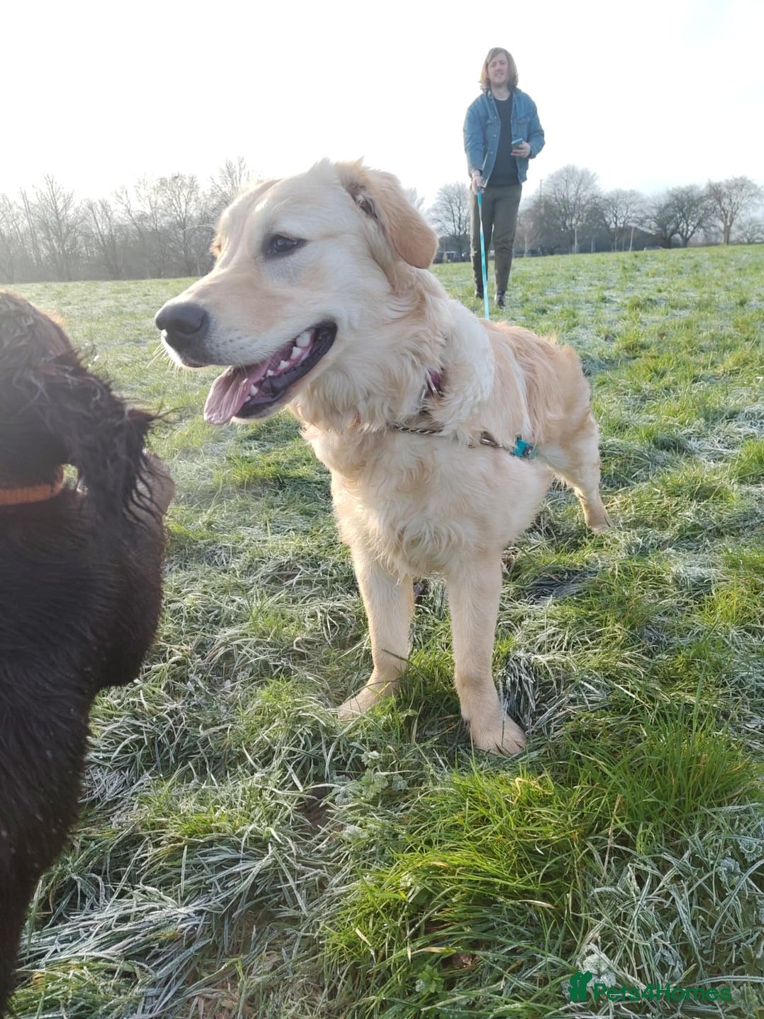 Golden Retriever dogs for sale: Beautiful 6 month golden retriever  - Advert 4