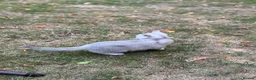 British Shorthair cats for sale: British Shorthair Silver shaded  - Advert 3