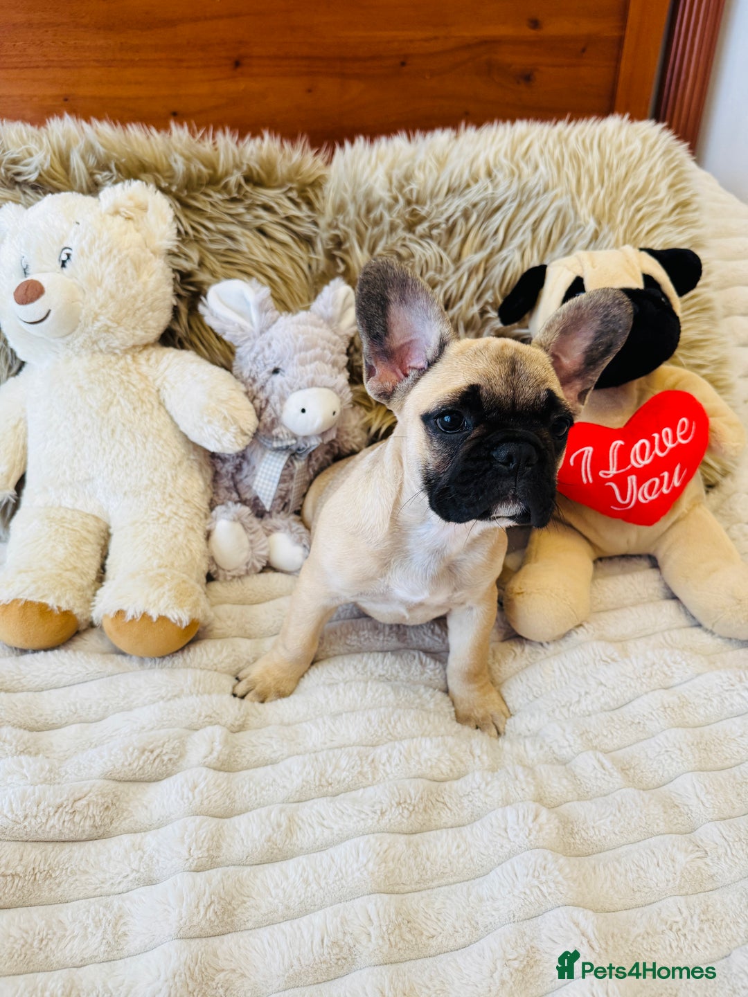 French Bulldog dogs for sale: 🏆KC registered, Standard French Bulldog Puppies🏆 - Image 14