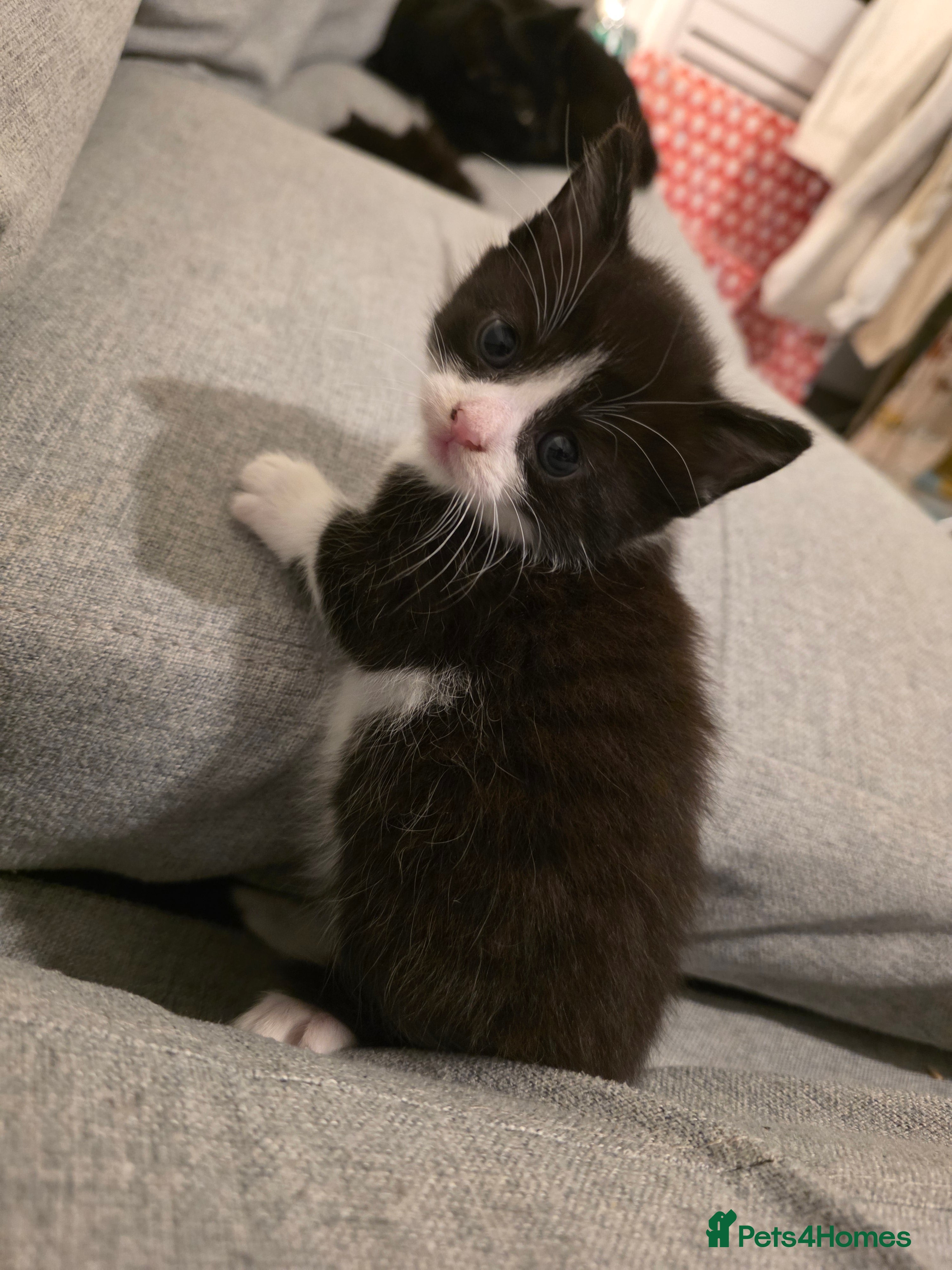 Mixed Breed cats Kittens for sale - Advert 2