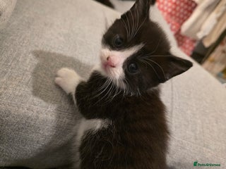 Mixed Breed cats Kittens for sale - Advert 1