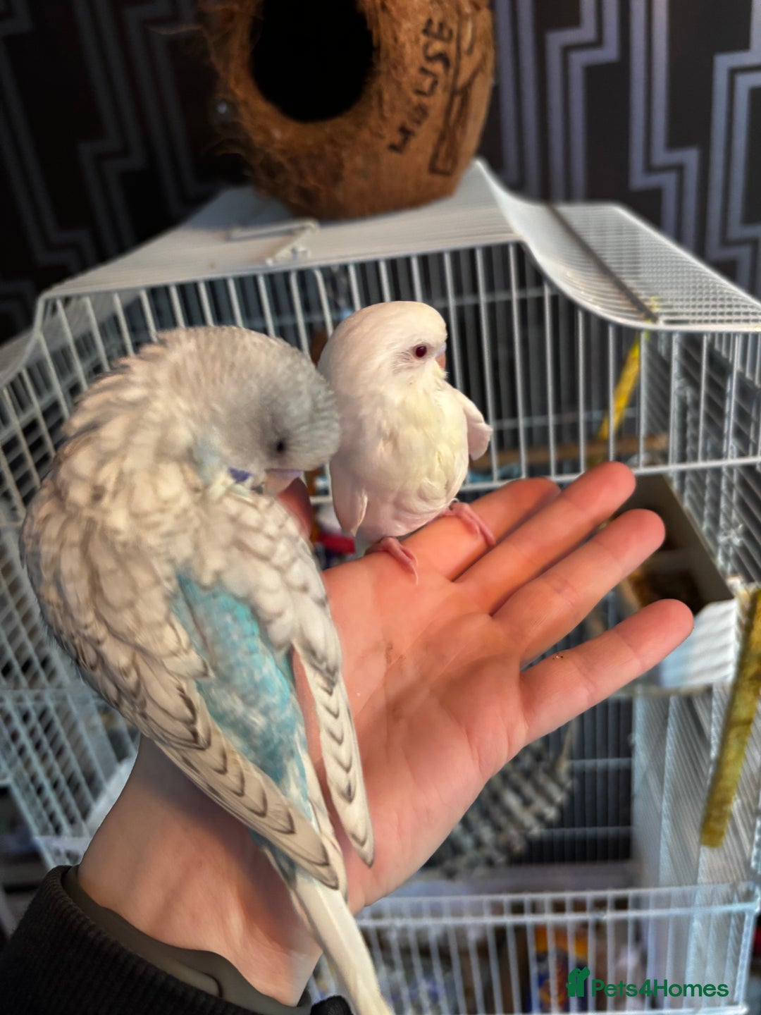 Budgerigars birds for sale: Hand tame budgies  - Advert 3