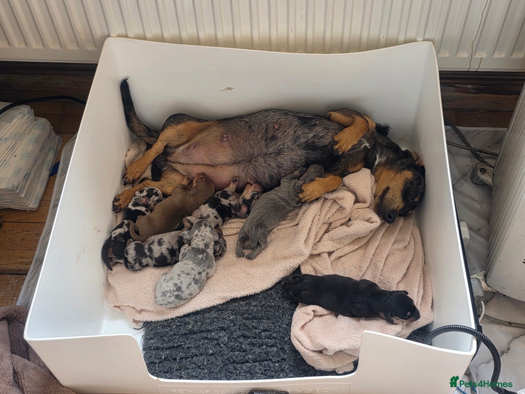 Miniature Dachshund dogs for sale: Amazing miniture dachshund puppies  - Image 22