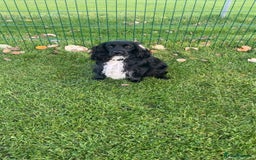 Cocker Spaniel dogs for sale: Cocker spaniel puppies for sale  - Advert 1