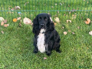 Cocker Spaniel dogs Cocker spaniel puppies for sale - Advert 11