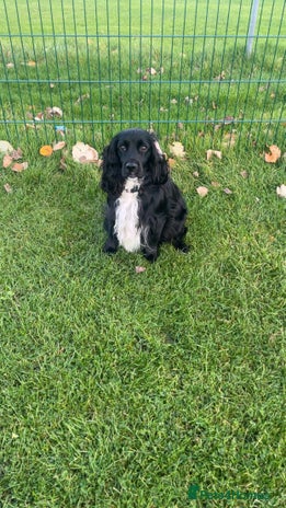Cocker Spaniel dogs Cocker spaniel puppies for sale - Advert 2