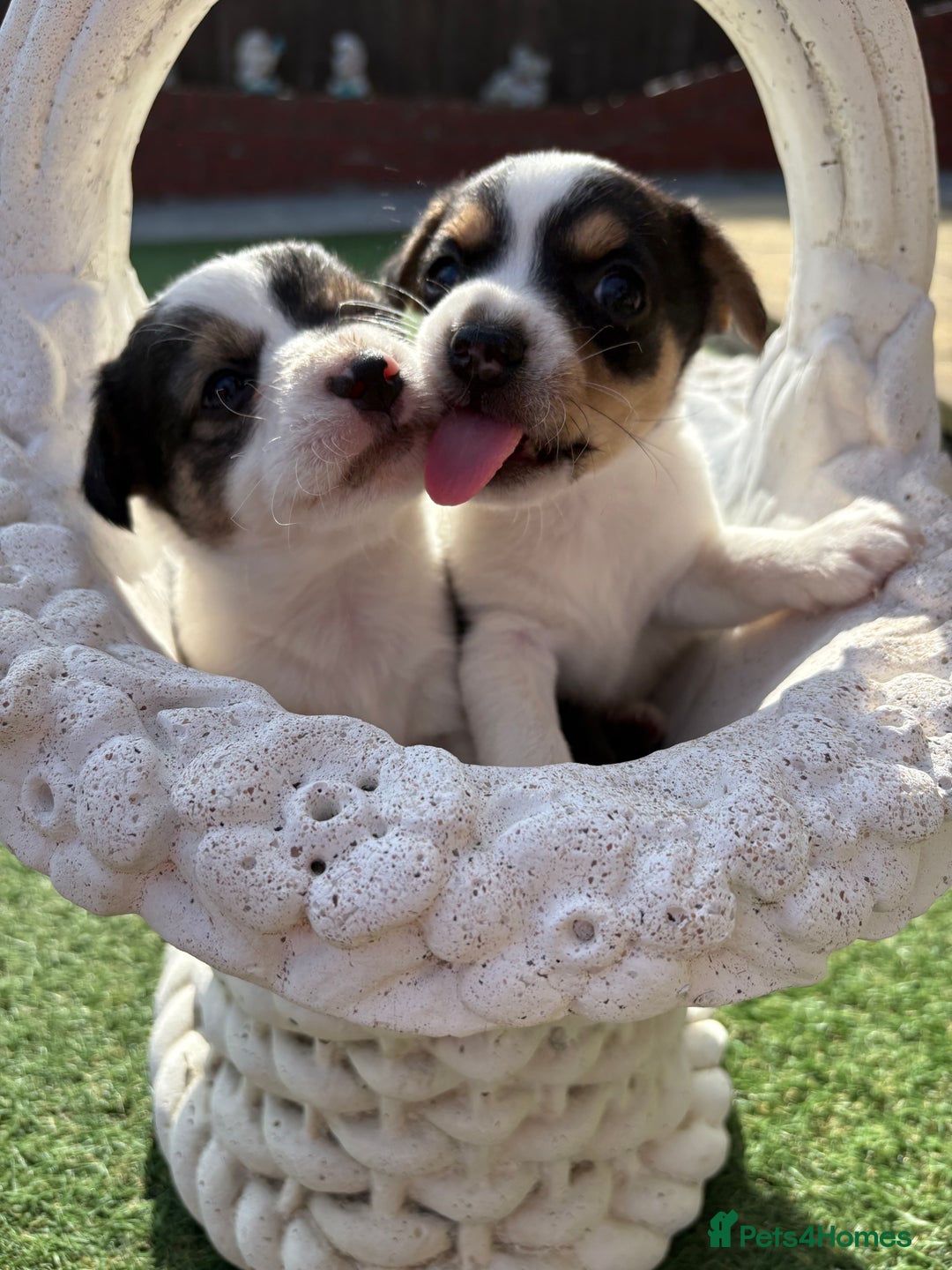 Jack Russell dogs for sale: Jack Russell puppies  - Image 6