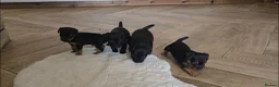 Patterdale Terrier dogs for sale: Fantastic Patterdale terrier pups D&D  - Advert 4