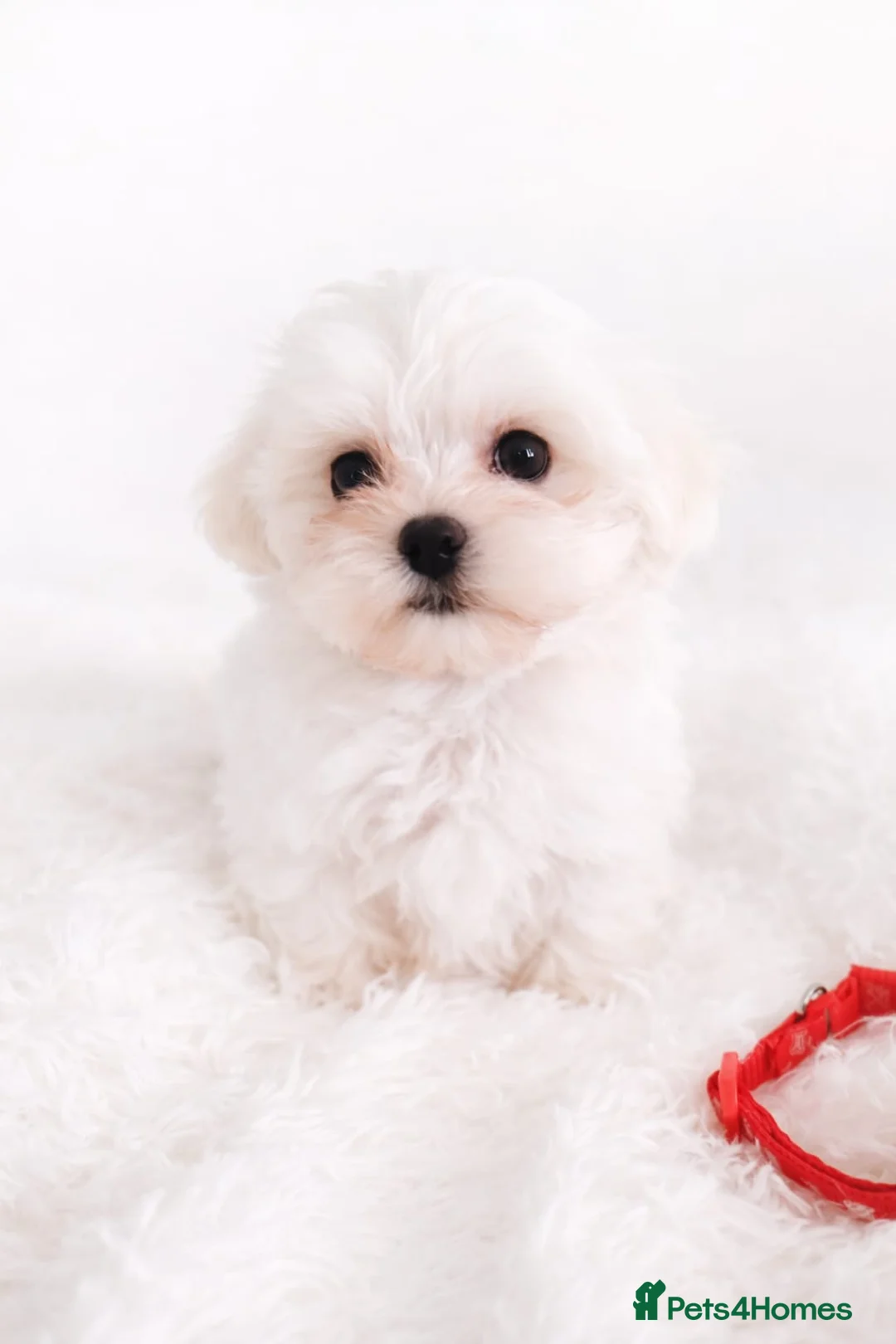 Maltese dogs for sale: Maltese  - Advert 2