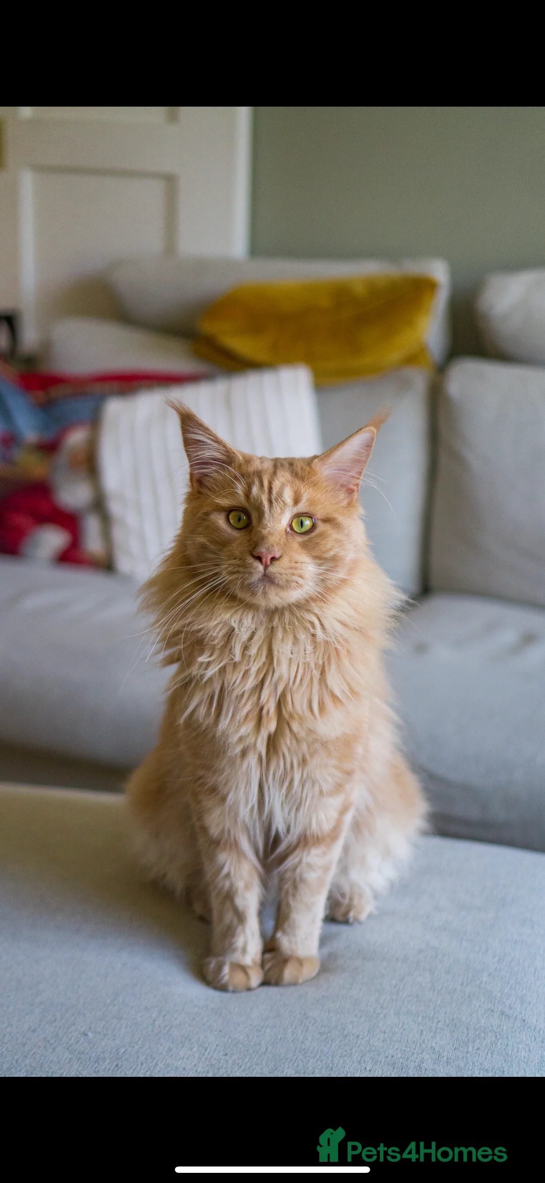 Maine Coon cats for sale: Custard - Advert 1