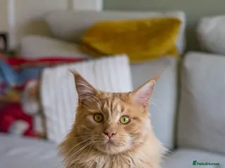 Maine Coon cats Custard - Advert 4