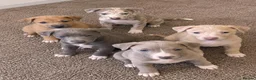 Italian Greyhound dogs for sale: Italian greyhound x whippet - Advert 11