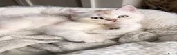 British Longhair cats for sale: British Shorthair/Persian chinchilla kittens  - Advert 7