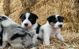Border Collie dogs for sale: Beautiful cheeky border collies for sale - Image 19
