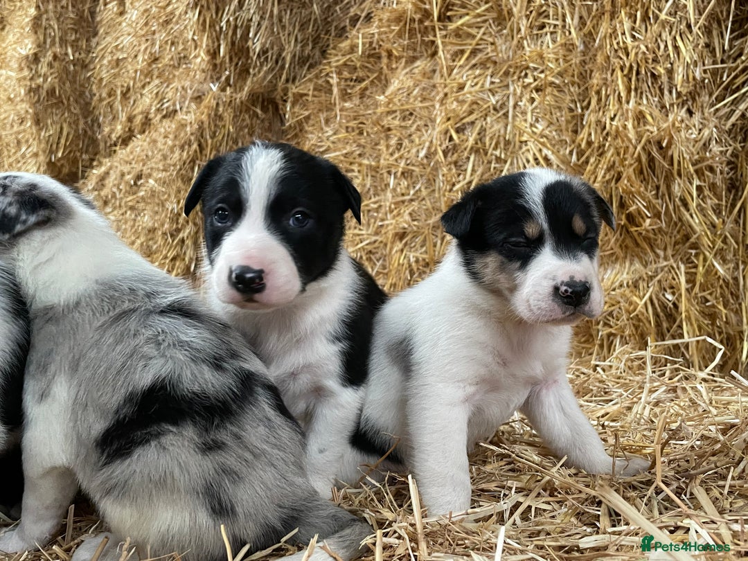 Border Collie dogs for sale: Beautiful cheeky border collies for sale - Image 19