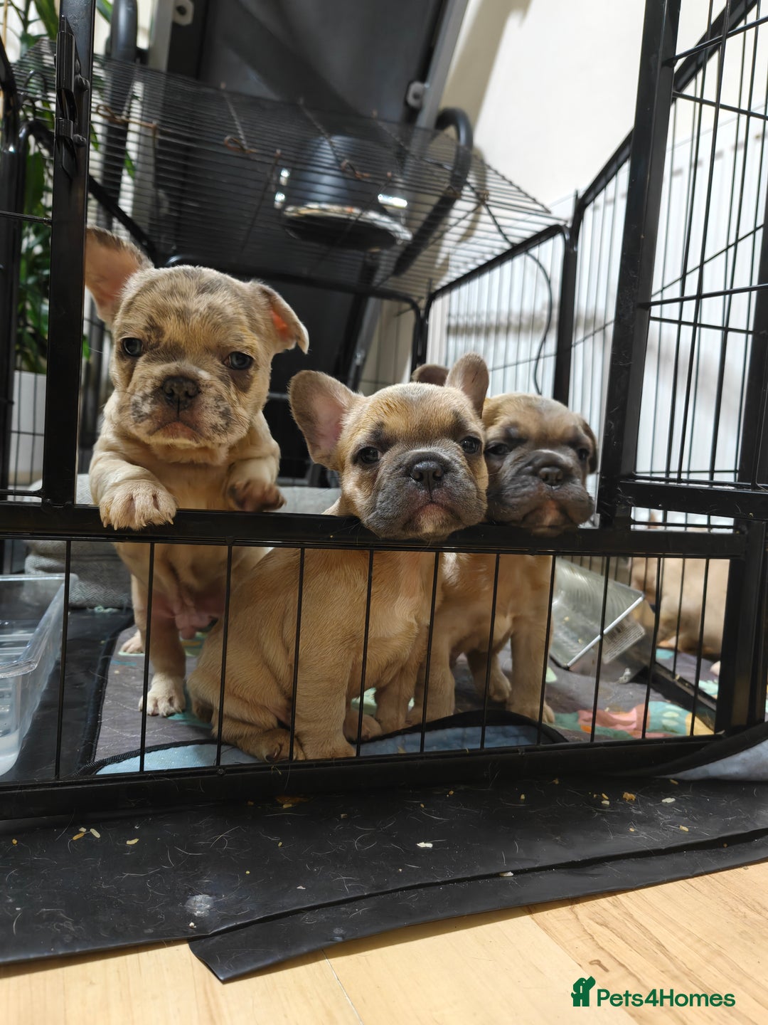 French Bulldog dogs for sale: Unique and Beautiful French bulldogs puppies  - Image 11