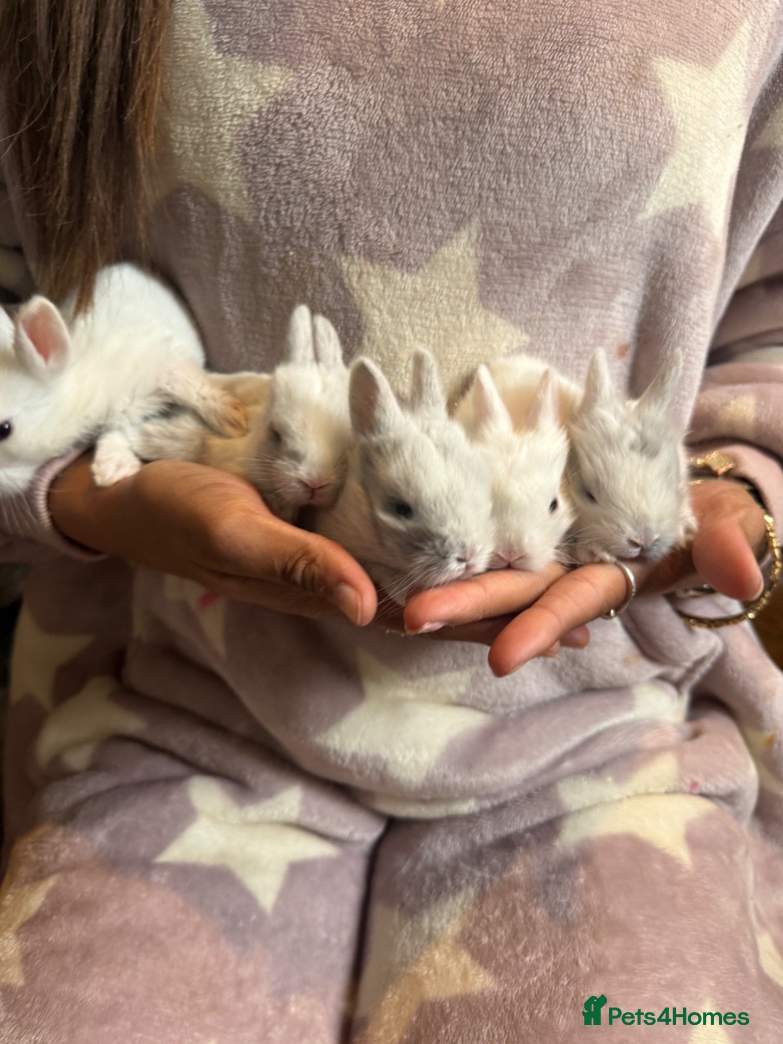 Lionhead rabbits 5 baby lion heads for sale - Advert 9