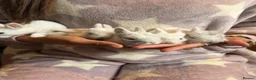 Lionhead rabbits for sale: 5 baby lion heads for sale in Pontefract - Advert 1