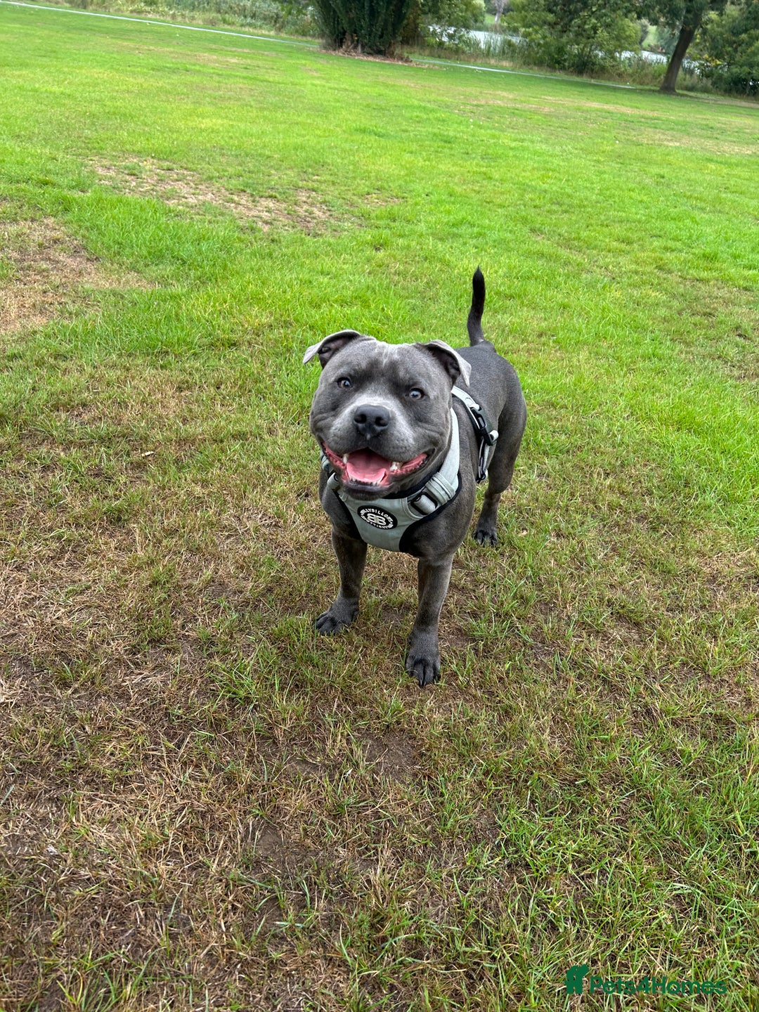 Staffordshire Bull Terrier dogs for stud: Blue staffy  - Image 5