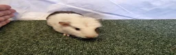 Guinea Pig rodents for sale: Guinea pigs  in Usk - Advert 19