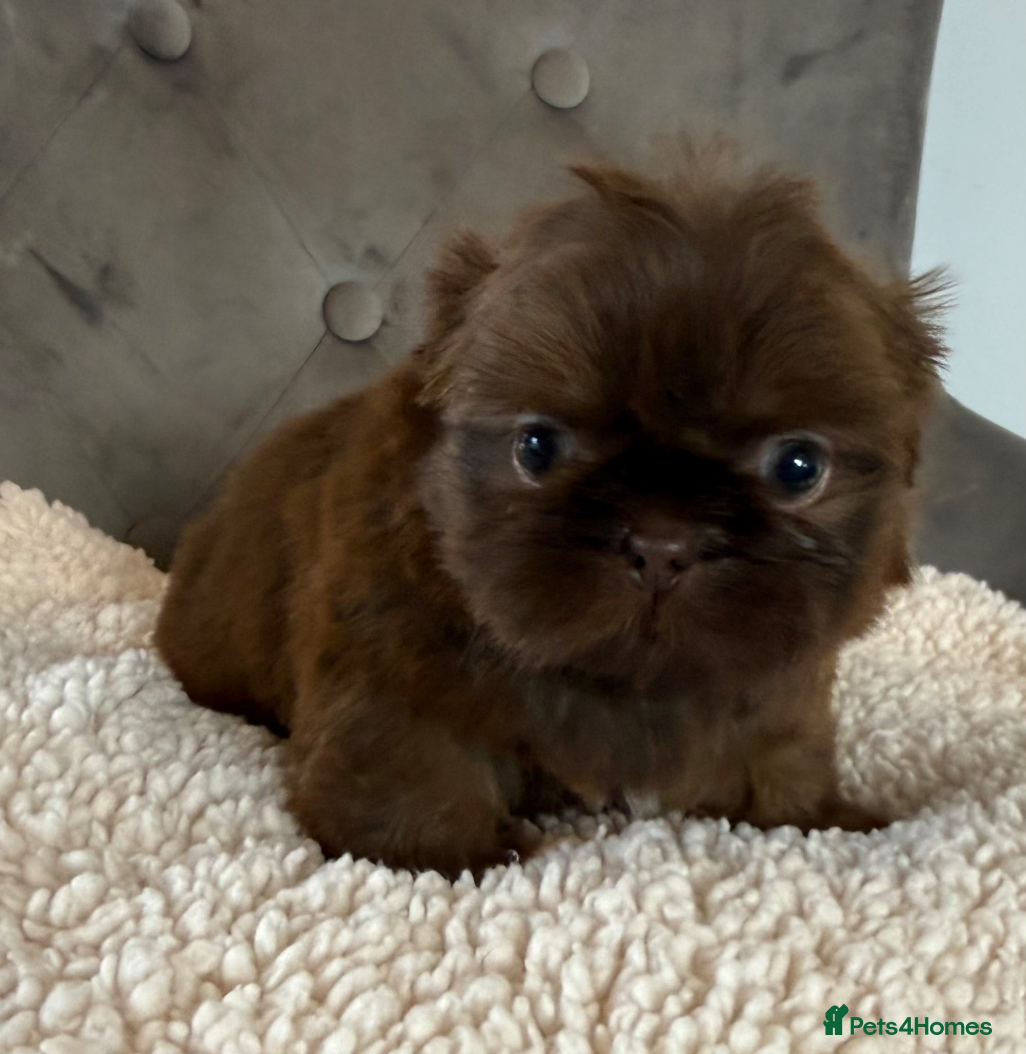 Shih Tzu dogs Tiny imperial Shih Tzu  - Advert 4