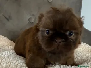 Shih Tzu dogs Tiny imperial Shih Tzu - Advert 4