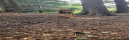 Mixed Breed dogs for sale: Mastiff cross pup  - Advert 4