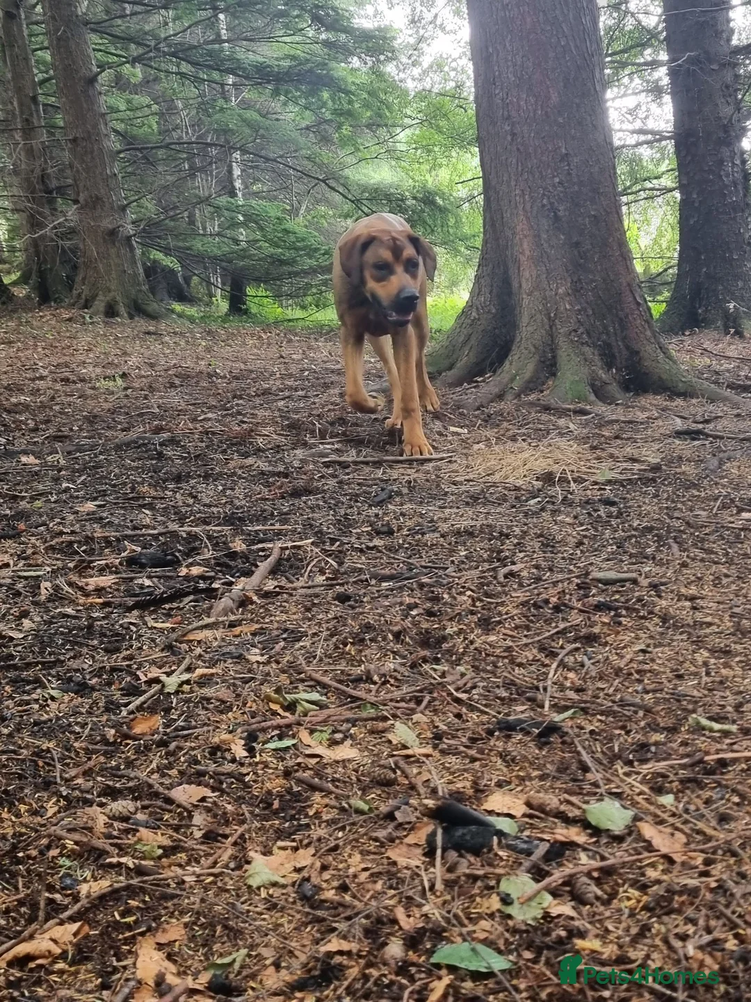 Mixed Breed dogs for sale: Mastiff cross pup  - Advert 4