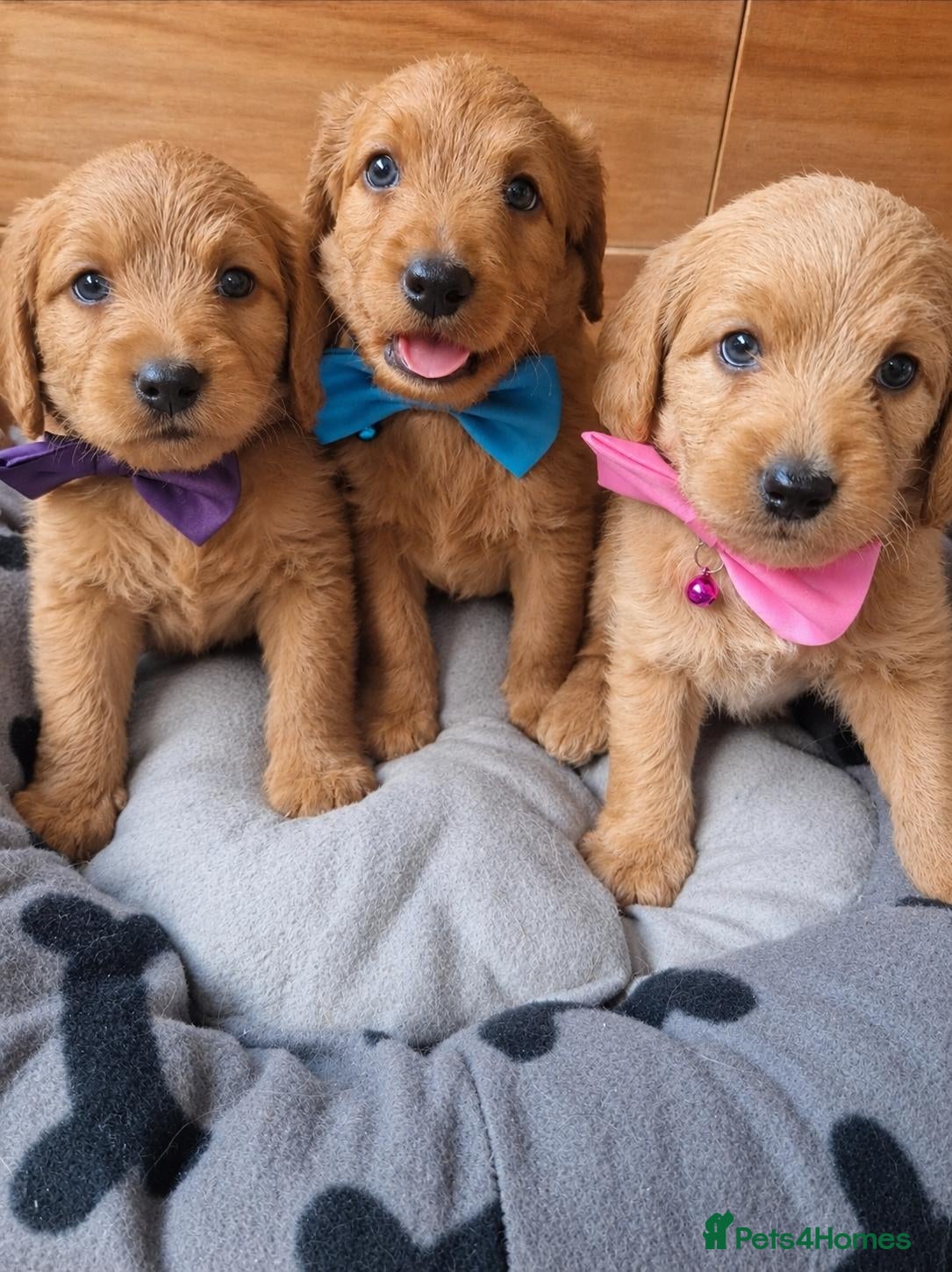 Labradoodle dogs Miniature labradoodles - Advert 6