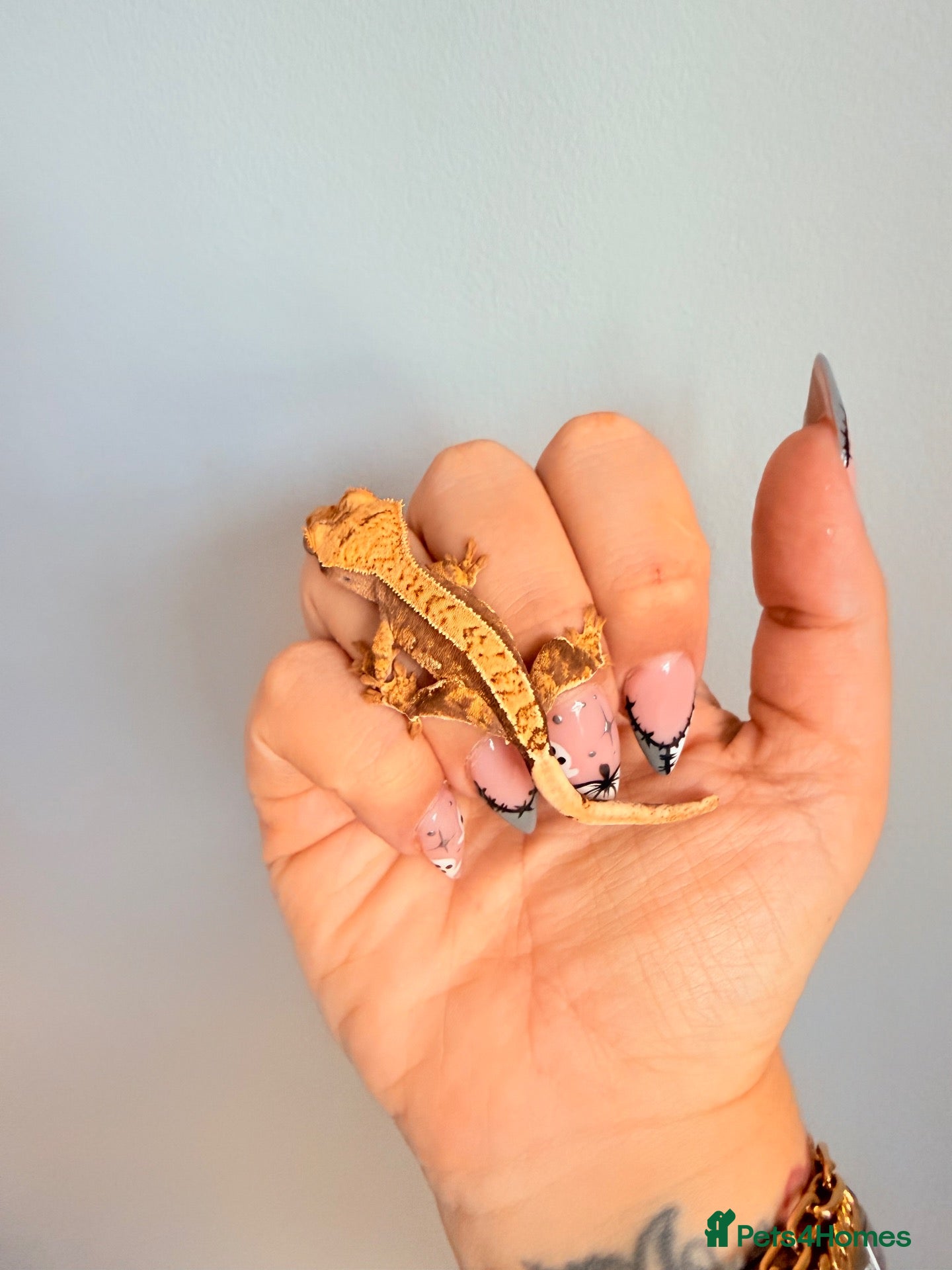 Gecko reptiles Baby crested gecko’s  - Advert 1