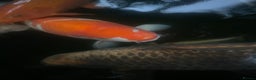 Koi Carp fish for sale: 6 koi and 1 ghost all about 55 cm - Advert 4