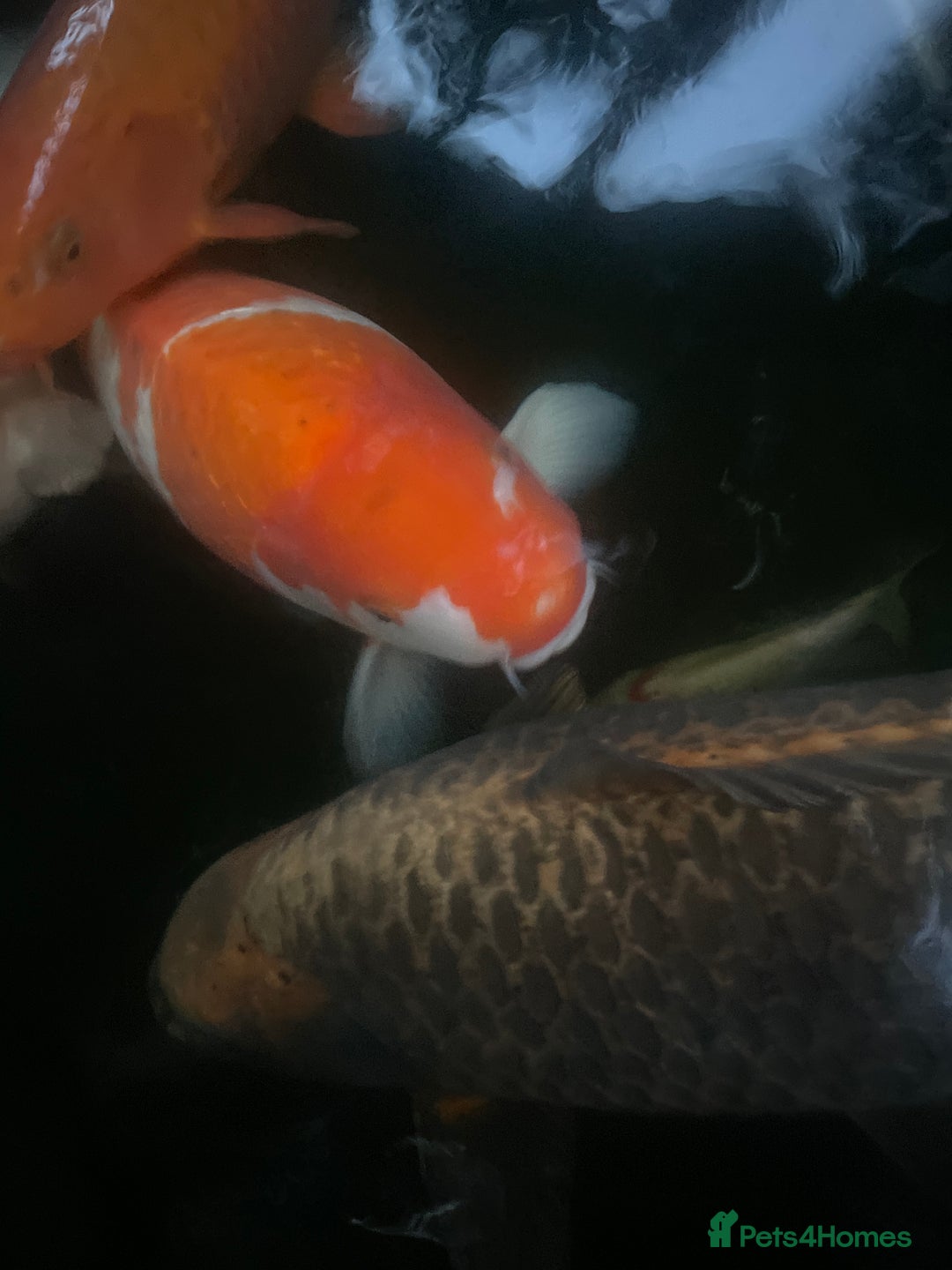 Koi Carp fish for sale: 6 koi and 1 ghost all about 55 cm - Advert 4