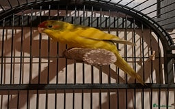 Parakeets birds for sale: Baby kakariki  - Image 10