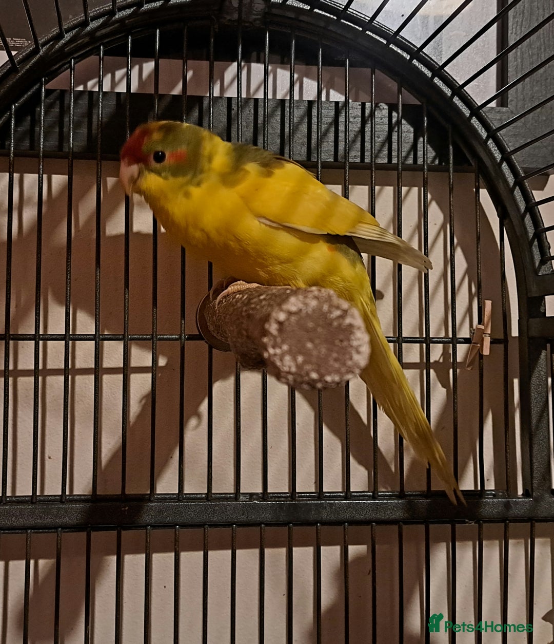 Parakeets birds for sale: Baby kakariki  - Image 10
