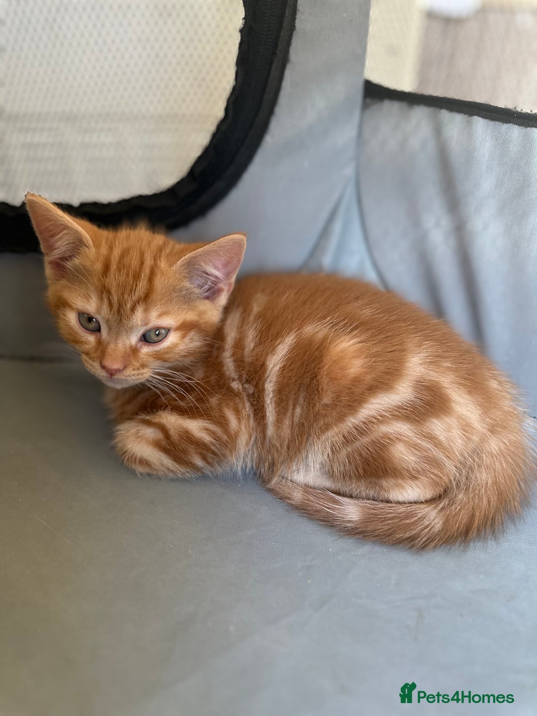 Mixed Breed cats for sale: FOR SALE! Four beautiful fluffy kittens  - Advert 7