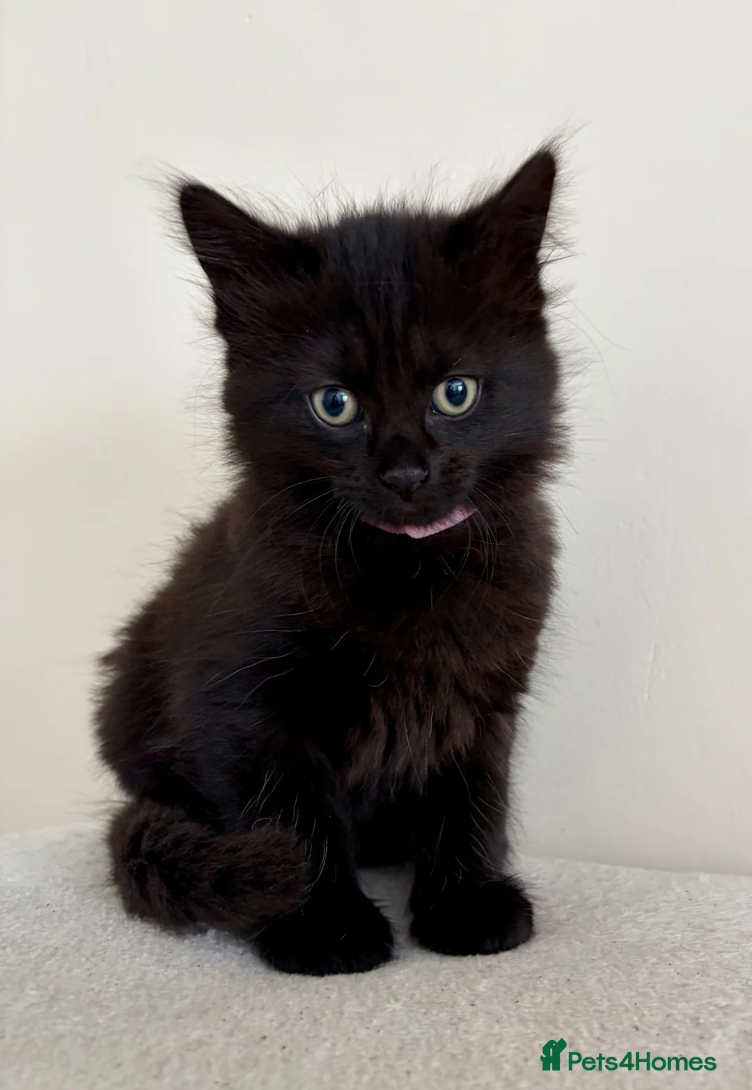 Mixed Breed cats for sale: Fluffy Lil Bear Cubs - Advert 5