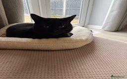 Bombay cats for sale: 2 black male cats - Advert 2
