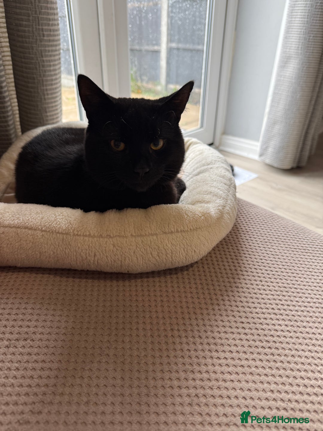 Bombay cats for sale: 2 black male cats - Advert 2