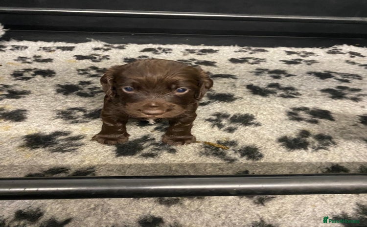 Cocker Spaniel dogs - Advert 4