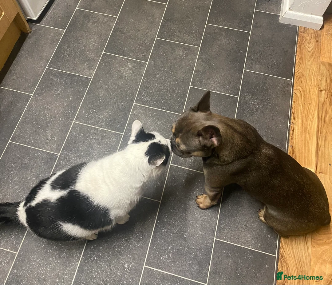 British Shorthair cats for sale: Adult male beauty  - Advert 1