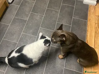 British Shorthair cats Adult male beauty - Advert 1