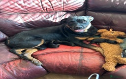 Rottweiler dogs for sale: 2 girls remaining  - Image 18