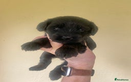 Mixed Breed dogs for sale:  Cavapoo x Cockapoo Ready 9th August - Image 27