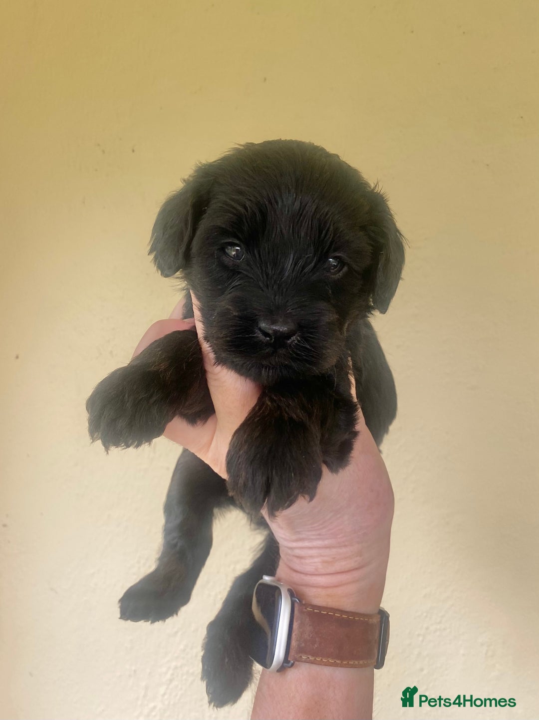 Mixed Breed dogs for sale:  Cavapoo x Cockapoo Ready 9th August - Image 27