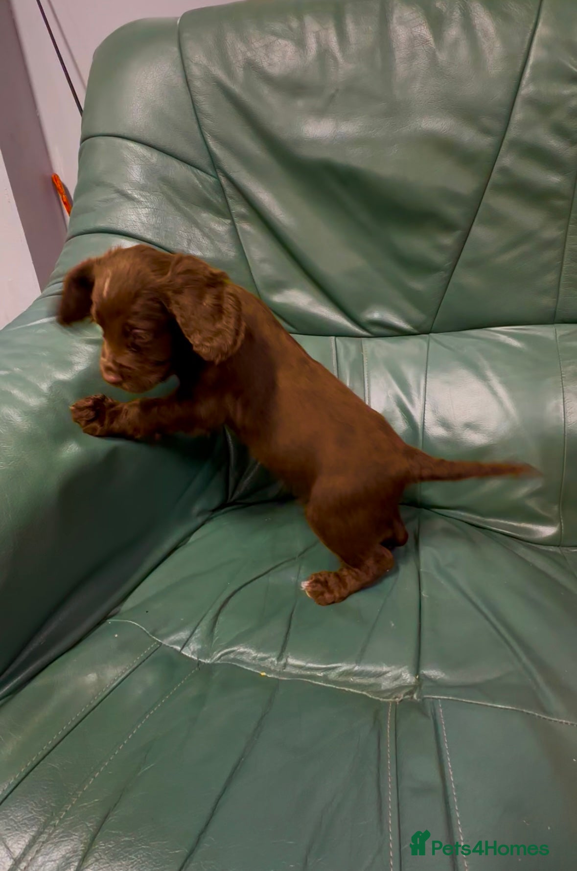 Cocker Spaniel dogs Cocker spaniel - Advert 9