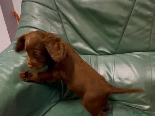 Cocker Spaniel dogs Cocker spaniel - Advert 6