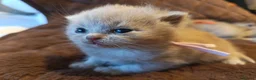 British Shorthair cats for sale: British Shorthair Lilac and Cream GCCF registered  - Advert 16