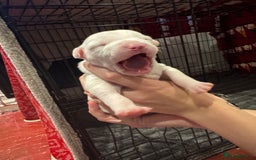 Mixed Breed dogs for sale: Staffy x shar pei female pups 3 - Image 6