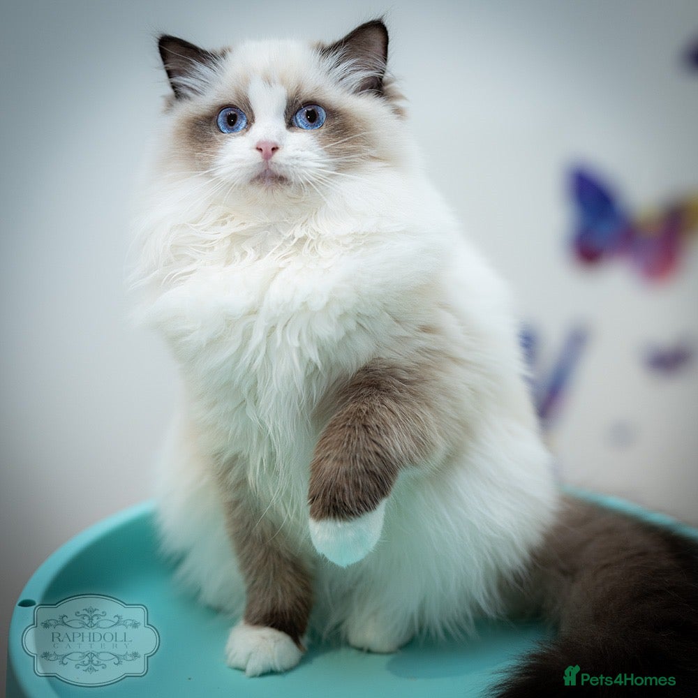 Ragdoll Cat Best Cats For Kids Kid Friendly Cat Breeds Ragdoll