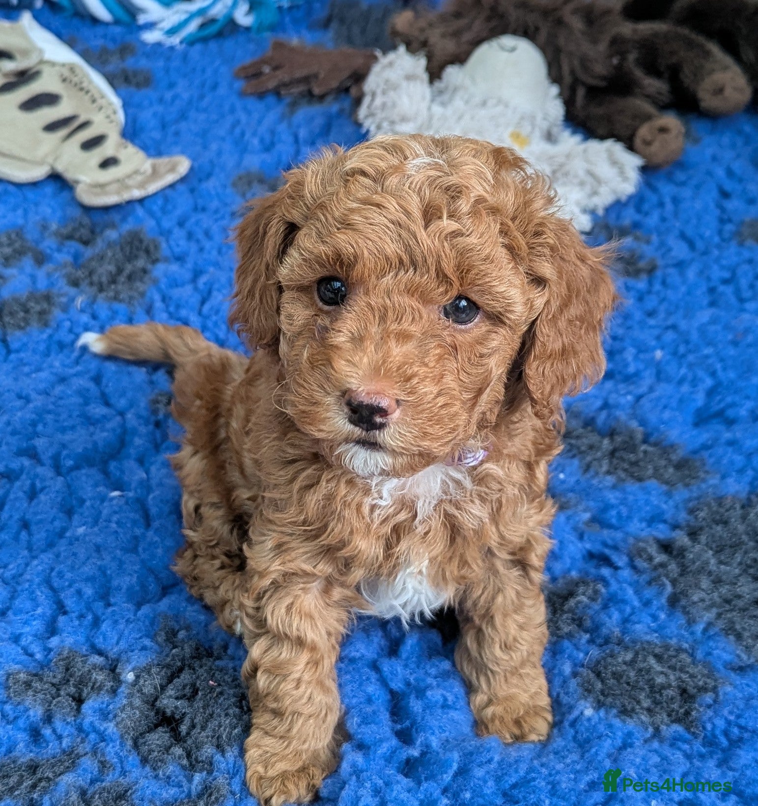 Poochon dogs Poochon Puppies - Advert 2